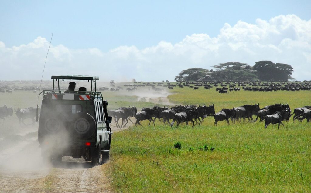 When to Visit Tanzania: Monthly Guide for Safari