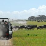 When to Visit Tanzania: Monthly Guide for Safari