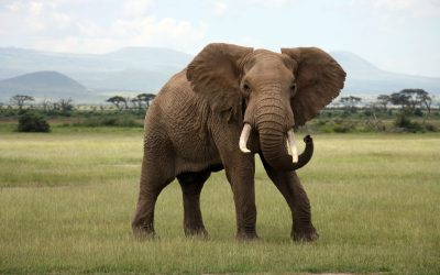 African Elephant