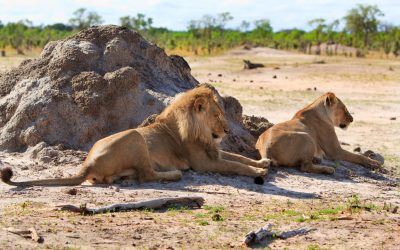 2 lions resting next to a termite mound after mating