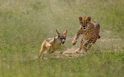 shutterstock_439808581